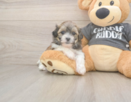 8 week old Teddy Bear Puppy For Sale - Florida Fur Babies