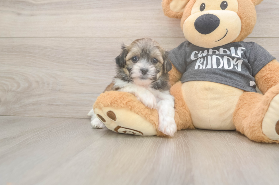6 week old Teddy Bear Puppy For Sale - Florida Fur Babies