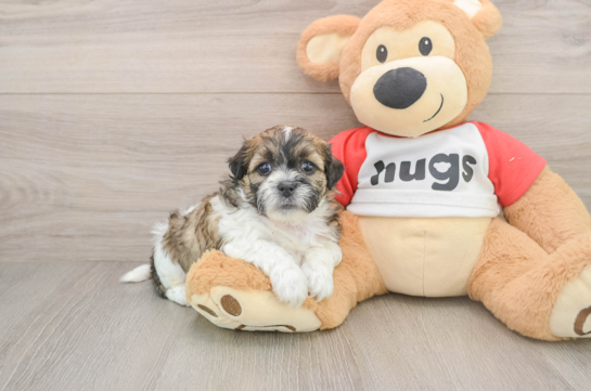 Best Teddy Bear Baby