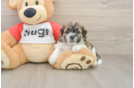 Teddy Bear Pup Being Cute