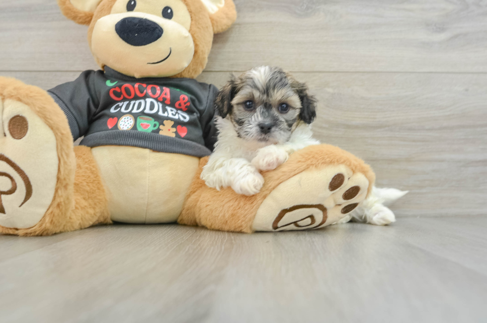 6 week old Teddy Bear Puppy For Sale - Florida Fur Babies