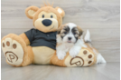 Teddy Bear Puppy for Adoption