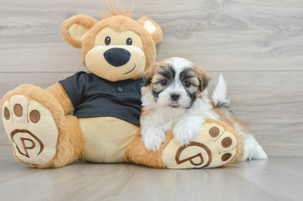 5 week old Teddy Bear Puppy For Sale - Florida Fur Babies