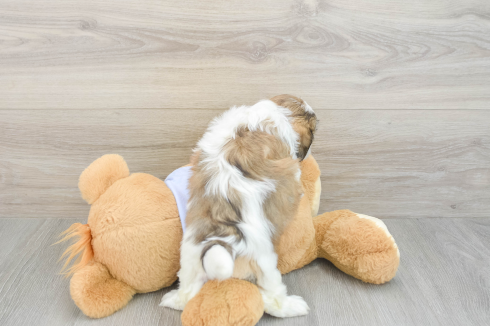 Best Teddy Bear Baby