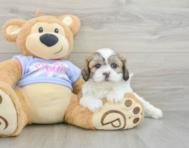 5 week old Teddy Bear Puppy For Sale - Florida Fur Babies
