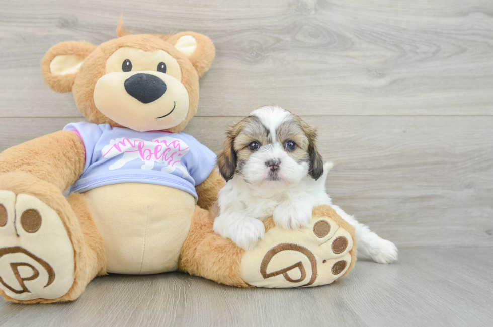 5 week old Teddy Bear Puppy For Sale - Florida Fur Babies