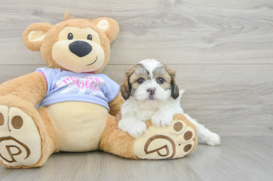 Popular Teddy Bear Designer Pup
