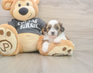 7 week old Teddy Bear Puppy For Sale - Florida Fur Babies