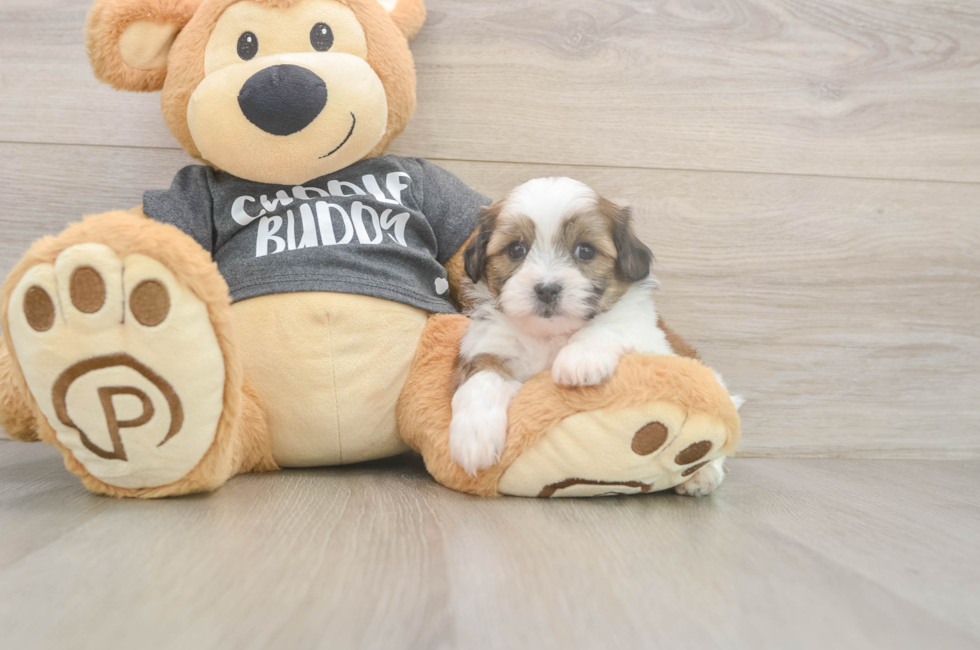 6 week old Teddy Bear Puppy For Sale - Florida Fur Babies