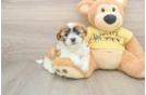 Teddy Bear Pup Being Cute