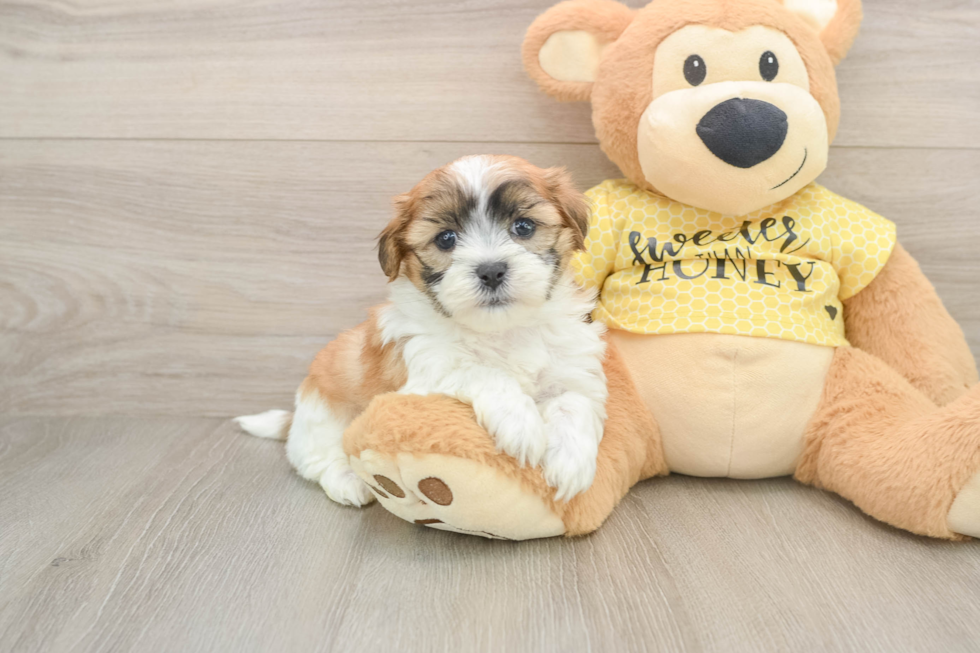 Teddy Bear Pup Being Cute