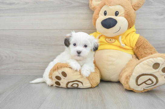 toy teddy bear puppies for sale