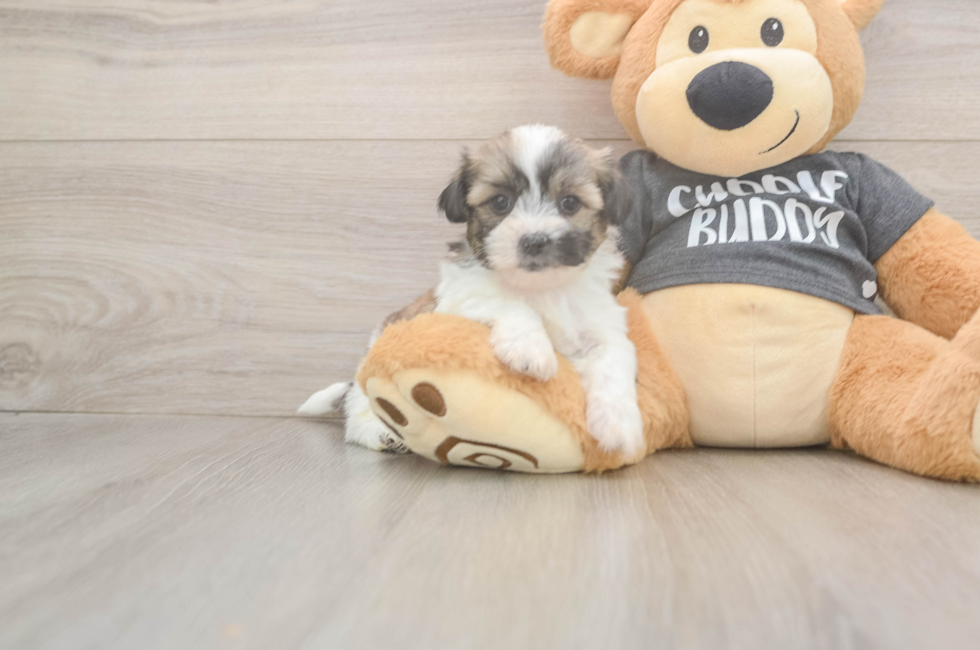 6 week old Teddy Bear Puppy For Sale - Florida Fur Babies