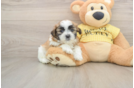 Little Shi Chon Designer Puppy