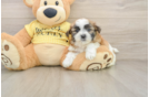 Funny Teddy Bear Designer Pup