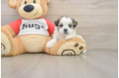 Teddy Bear Pup Being Cute