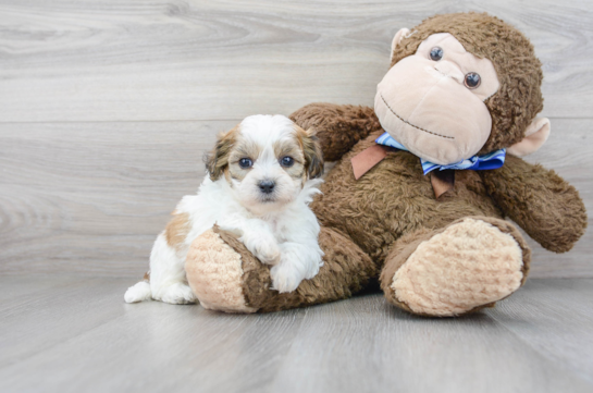 Teddy Bear Pup Being Cute