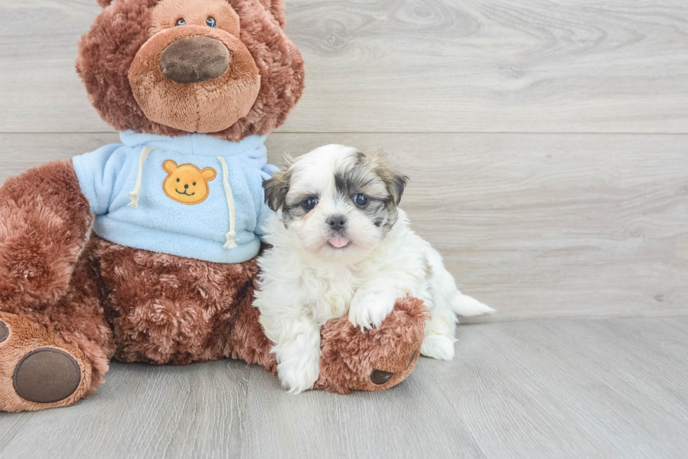 Popular Teddy Bear Designer Pup
