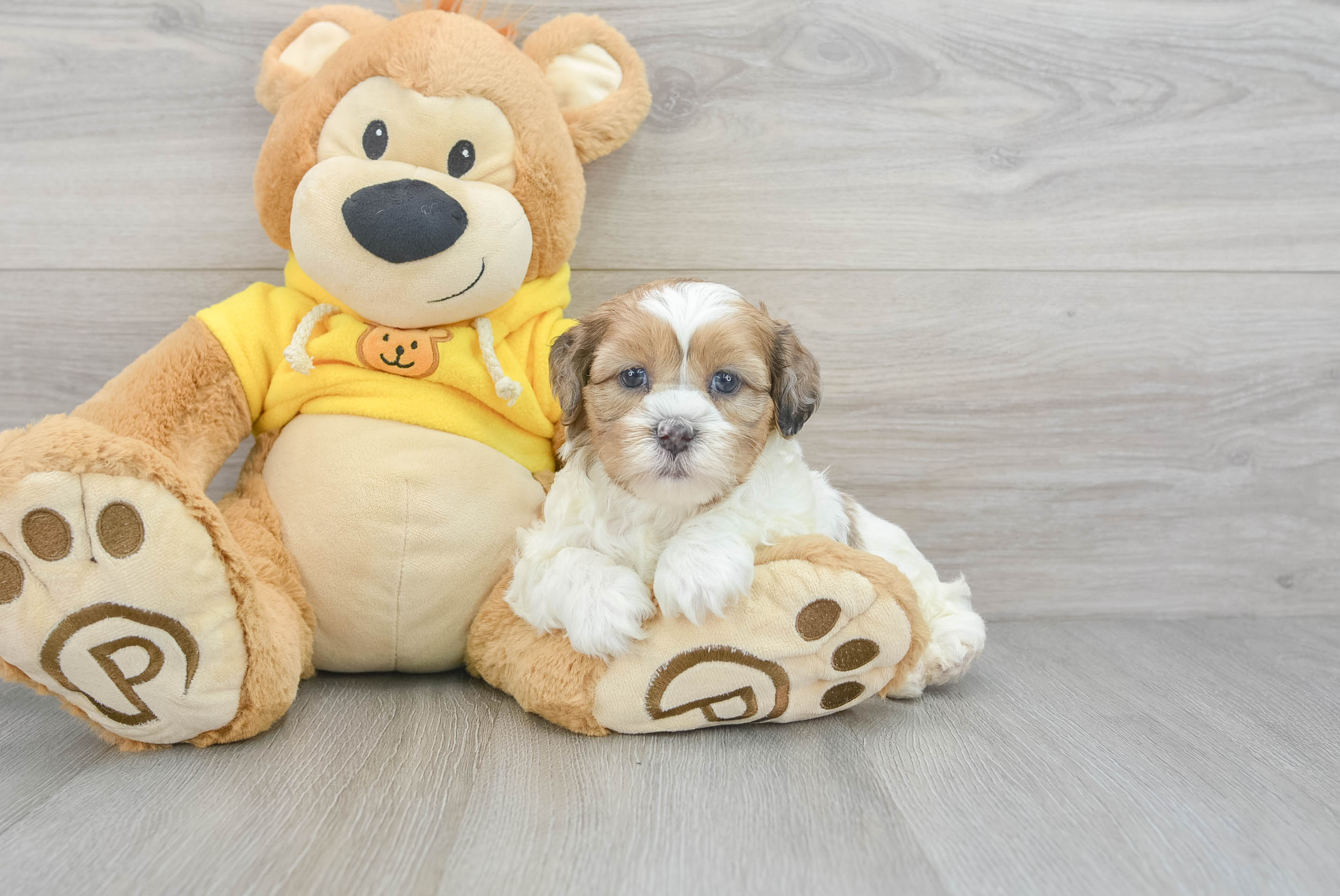 Teddy Bear Pup Being Cute