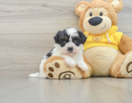 8 week old Teddy Bear Puppy For Sale - Florida Fur Babies