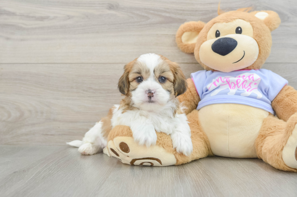 5 week old Teddy Bear Puppy For Sale - Florida Fur Babies