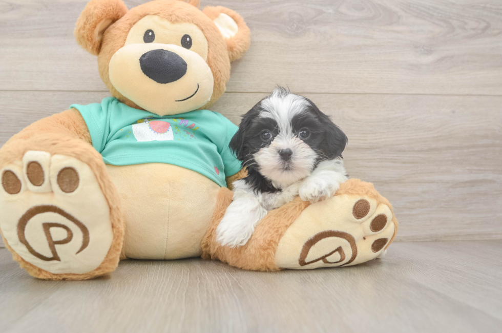 6 week old Teddy Bear Puppy For Sale - Florida Fur Babies