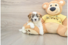 Teddy Bear Puppy for Adoption