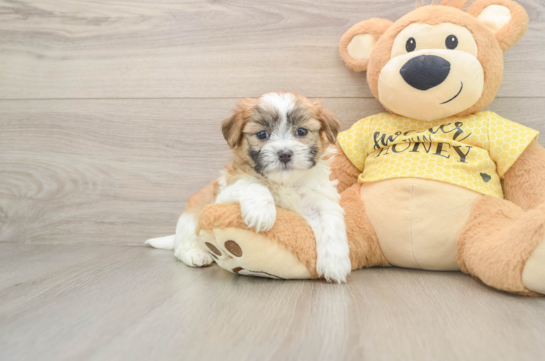 Teddy Bear Puppy for Adoption