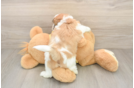 Happy Teddy Bear Baby