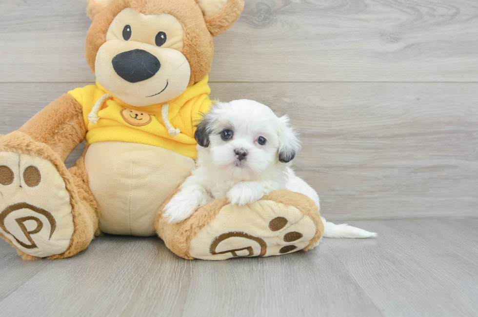 teddy bear shih tzu bichon puppies for sale