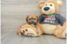 Funny Teddy Bear Designer Pup