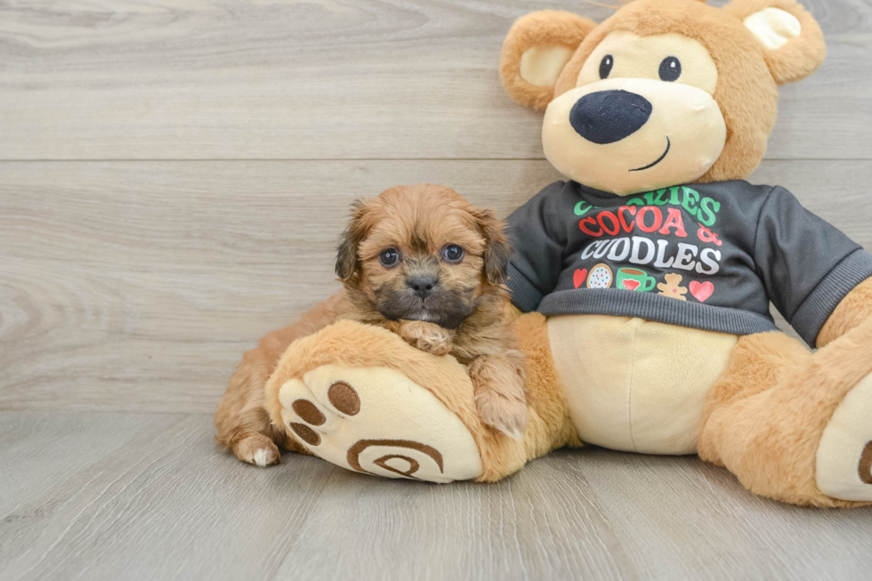 Funny Teddy Bear Designer Pup