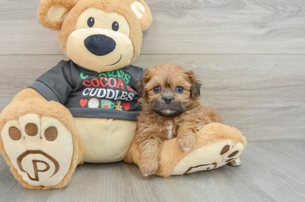 6 week old Teddy Bear Puppy For Sale - Florida Fur Babies