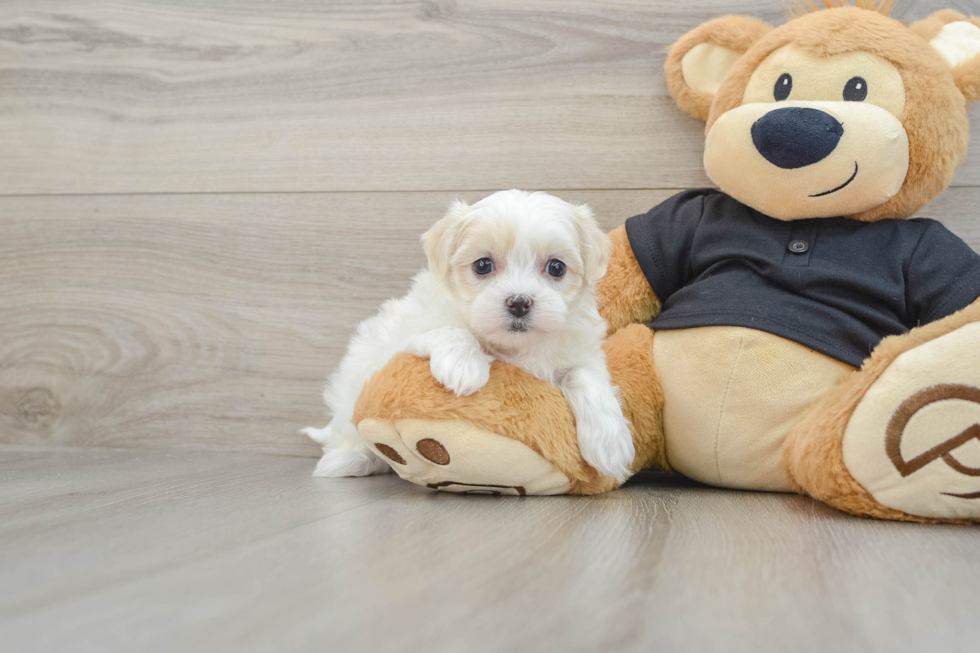 Smart Teddy Bear Designer Pup