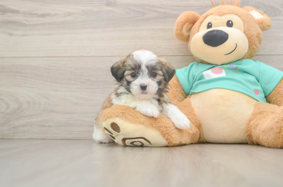 6 week old Teddy Bear Puppy For Sale - Florida Fur Babies