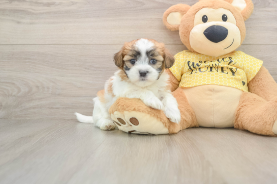 Teddy Bear Pup Being Cute