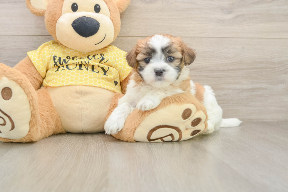Cute Teddy Bear Baby