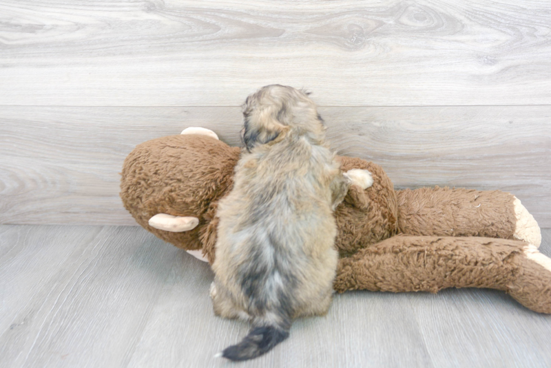 Meet Joann - our Teddy Bear Puppy Photo 3/3 - Florida Fur Babies