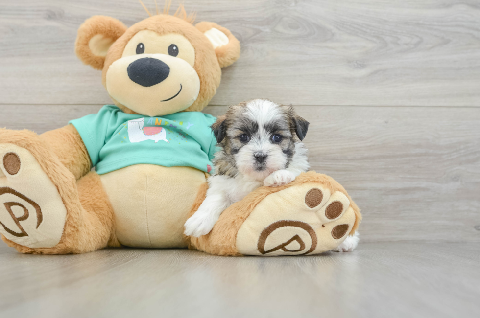 6 week old Teddy Bear Puppy For Sale - Florida Fur Babies