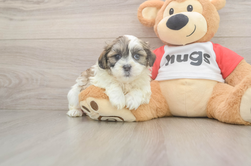5 week old Teddy Bear Puppy For Sale - Florida Fur Babies