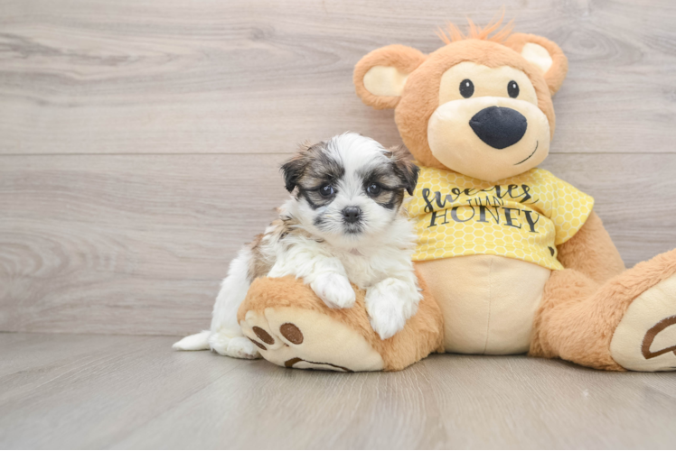 Best Teddy Bear Baby