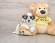 5 week old Teddy Bear Puppy For Sale - Florida Fur Babies