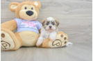 Teddy Bear Pup Being Cute