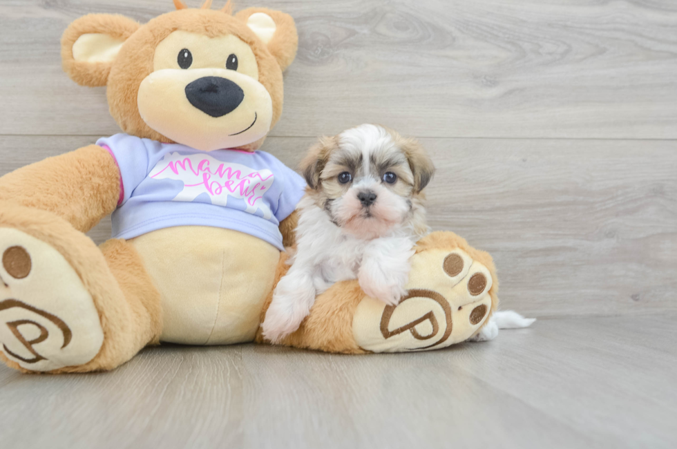 5 week old Teddy Bear Puppy For Sale - Florida Fur Babies