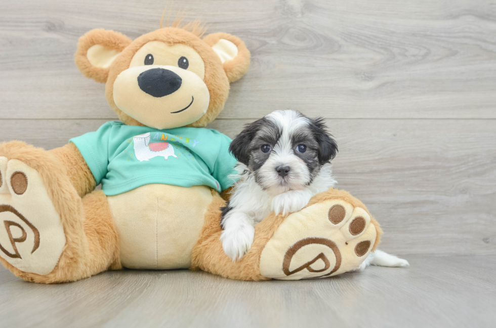 6 week old Teddy Bear Puppy For Sale - Florida Fur Babies