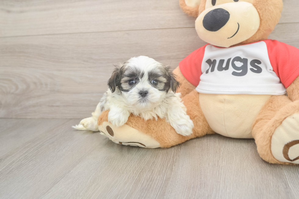Teddy Bear Puppy for Adoption