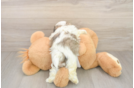 Best Teddy Bear Baby