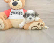 6 week old Teddy Bear Puppy For Sale - Florida Fur Babies