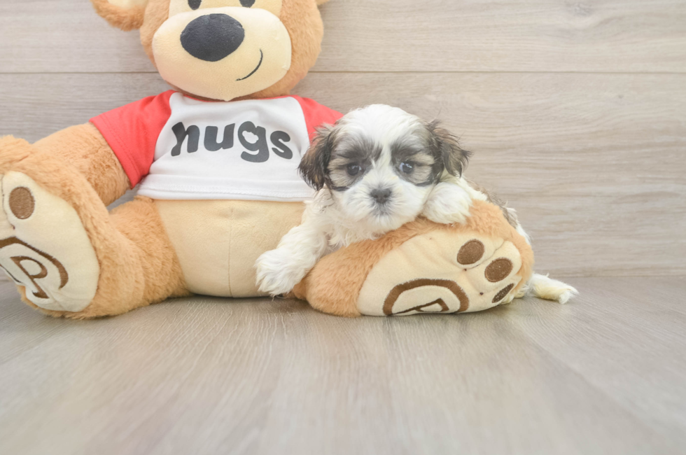 5 week old Teddy Bear Puppy For Sale - Florida Fur Babies