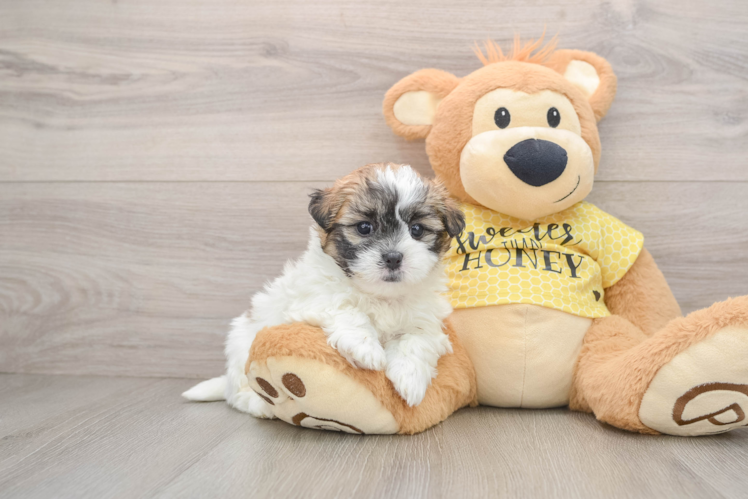 Adorable Shi Chon Designer Puppy